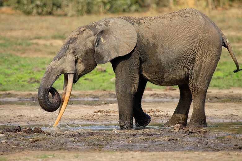 アフリカゾウ保全、更なる促進へ！レッドリスト更新 ｜WWFジャパン