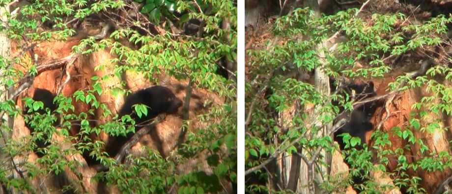 四国のツキノワグマの動画をご案内頂きました Wwfジャパン