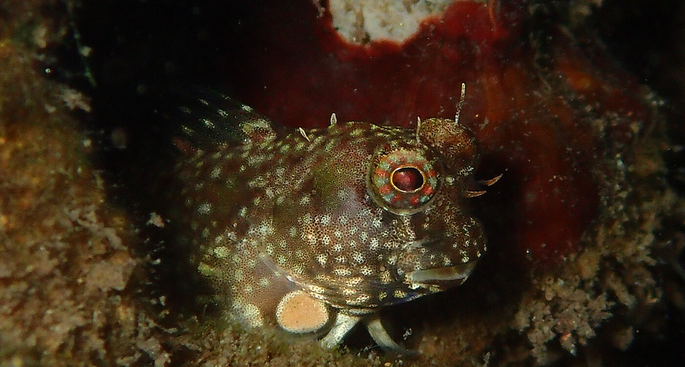 ハゼ ハゼ ハゼに絶滅危惧魚も 西表島 浦内川調査 Wwfジャパン