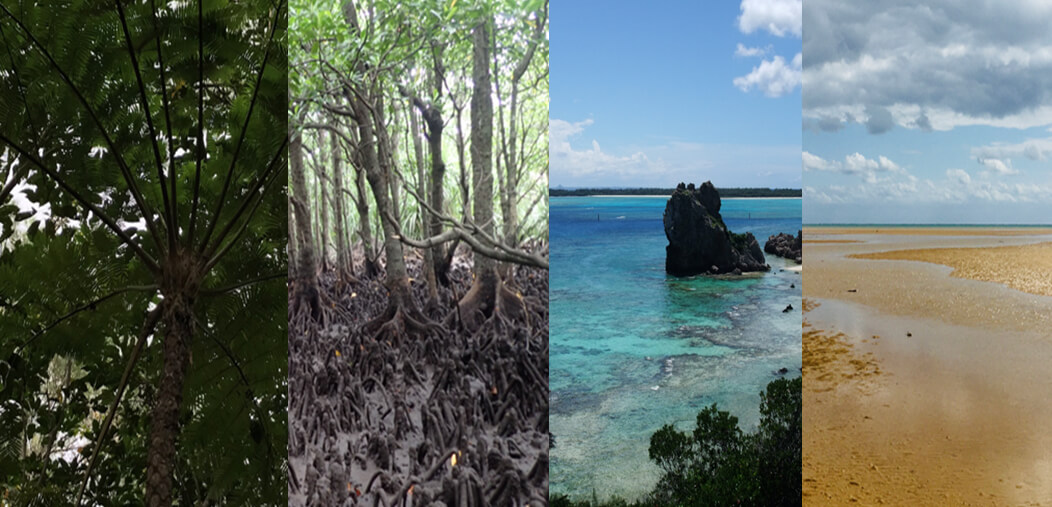 南西諸島・世界自然遺産登録後の環境課題とWWFの活動 ｜WWFジャパン