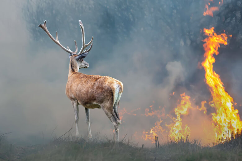 募金のお願い トルコとギリシャにおける山火事への緊急支援活動 Wwfジャパン