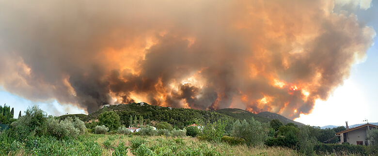 ジャッカルを追いつめるギリシャの山火事 Wwfジャパン