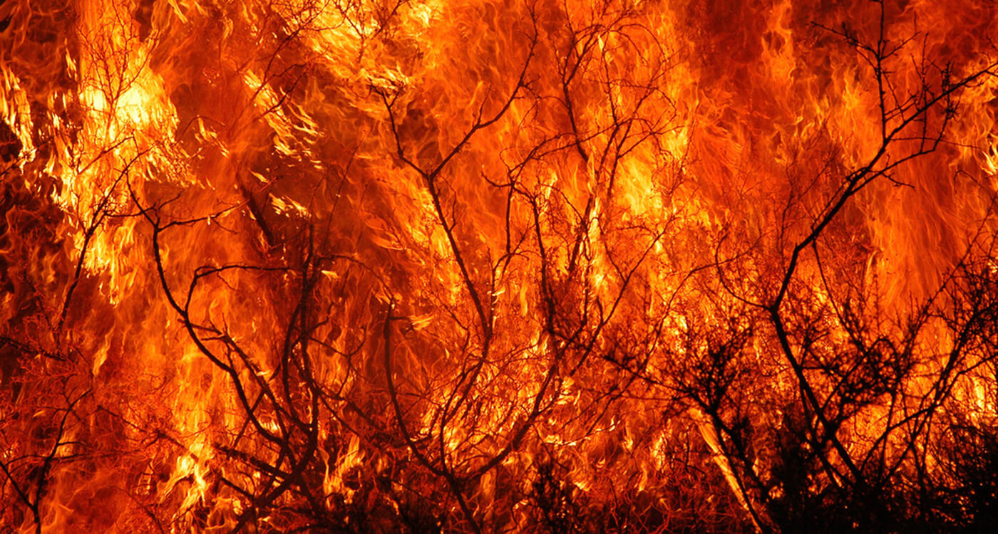 ロシア 21世紀最大の森林火災 Wwfジャパン