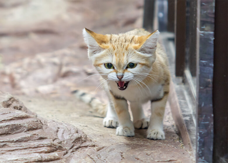 スナネコをペットにしないで！ ｜WWFジャパン