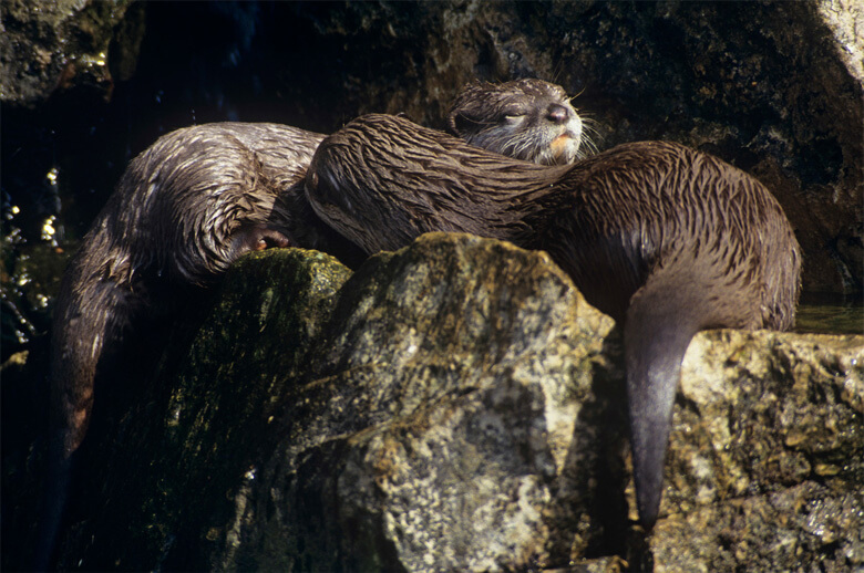 World Otter Day（世界カワウソの日）2022 ｜WWFジャパン