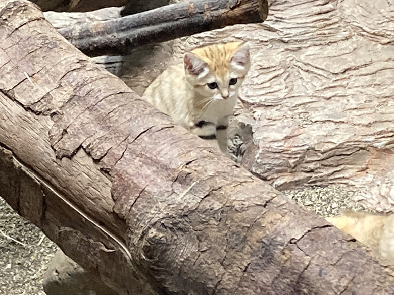 ペット ストア の 飼い 方 が 酷い 芸能人