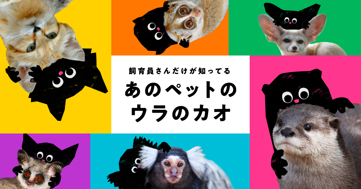 野生動物 ペット化