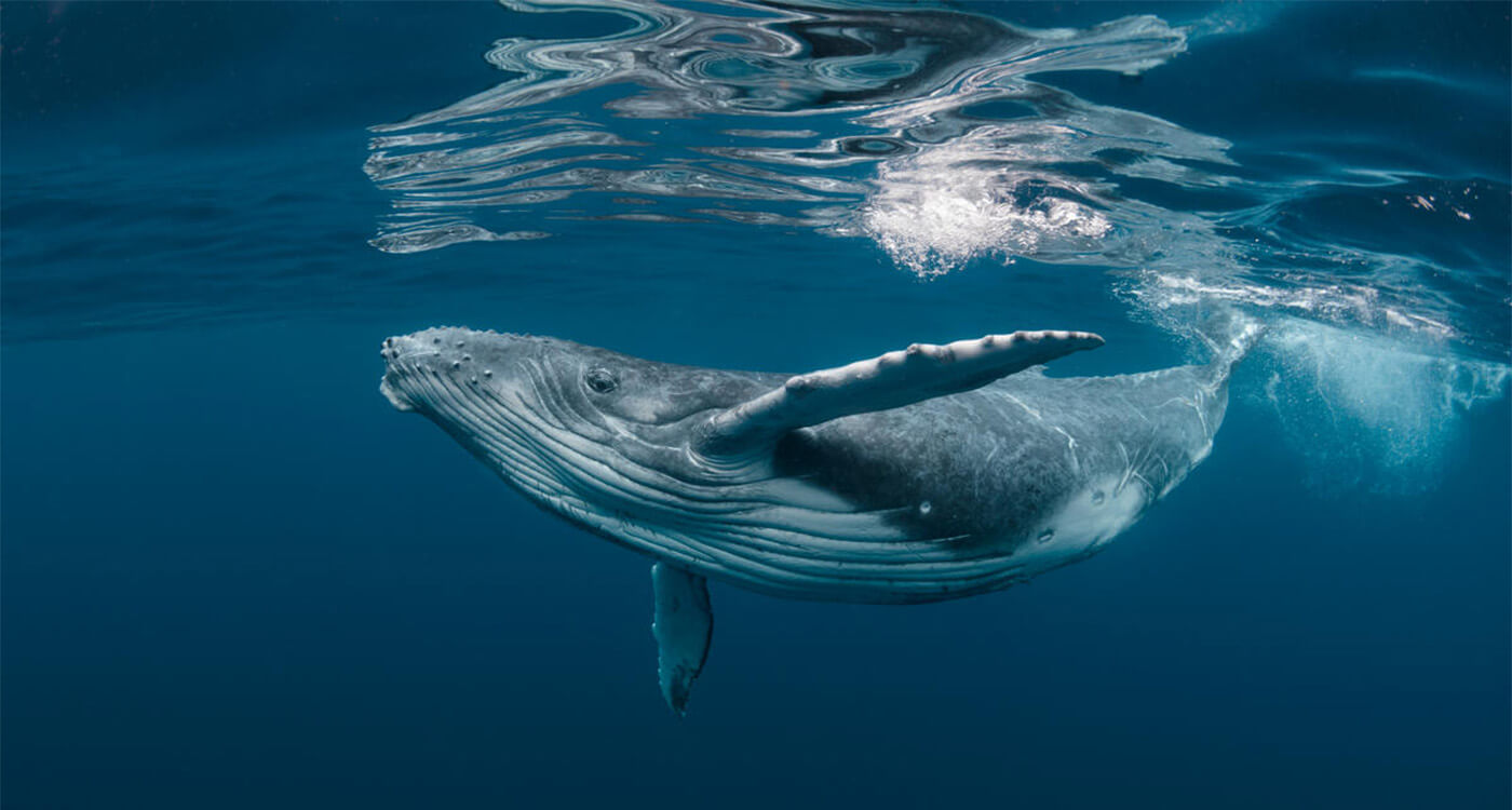 魚を食べられる海の未来を守る ｜WWFジャパン