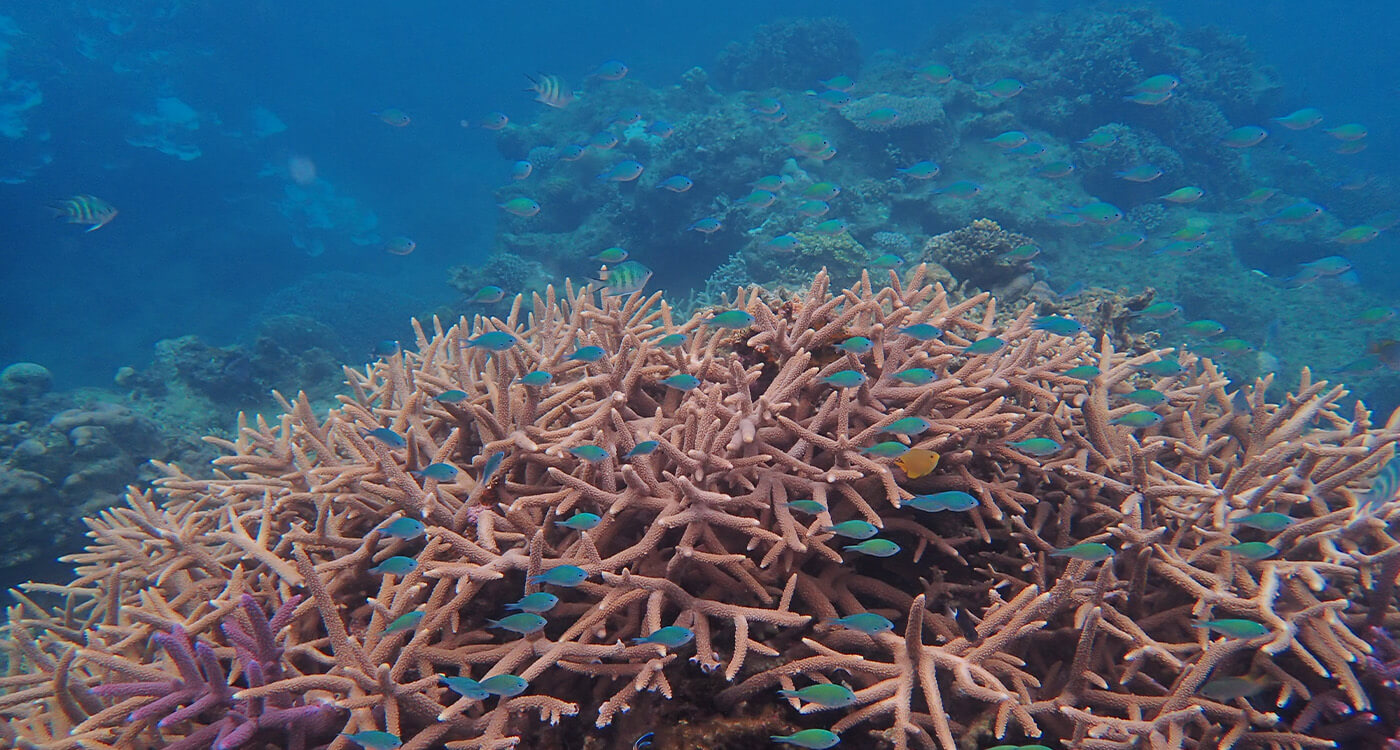 日本の造礁サンゴ類 - ノンフィクション/教養