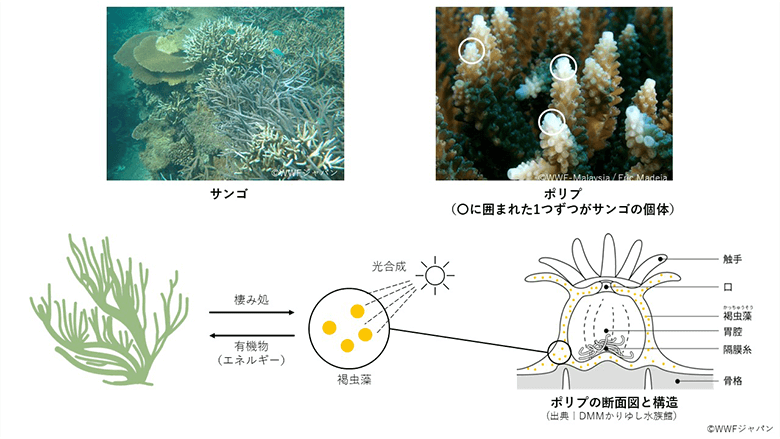 日本のサンゴ礁生態系とその保全 ｜WWFジャパン