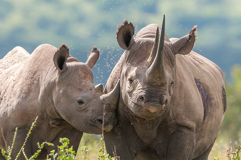 サイ」の日に、知ってくだサイ ｜WWFジャパン