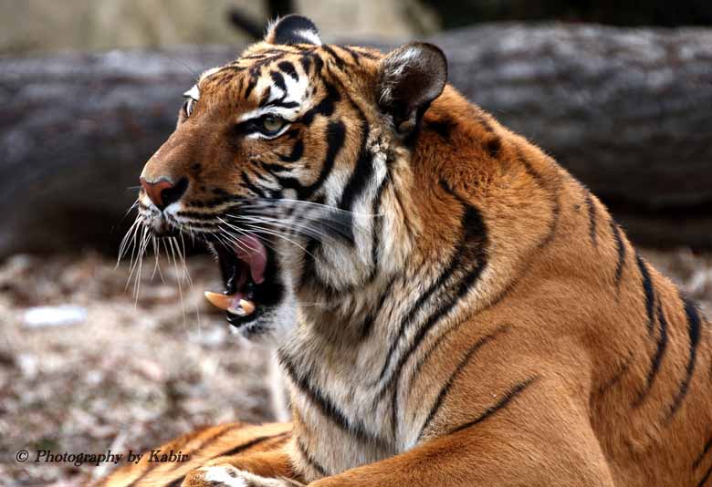 トラは世界に何種類 亜種 を保全することの意味 Wwfジャパン