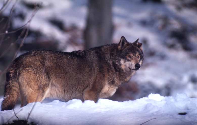 トラは世界に何種類 亜種 を保全することの意味 Wwfジャパン