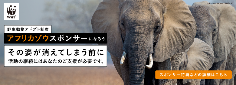 【寄付のお願い】アフリカゾウの未来のために|野生動物アドプト制度 アフリカゾウ・スポンサーズ