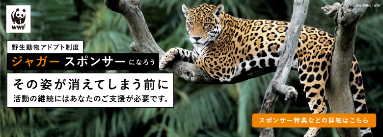 【寄付のお願い】ジャガーの未来のために|野生動物アドプト制度 ジャガー・スポンサーズ