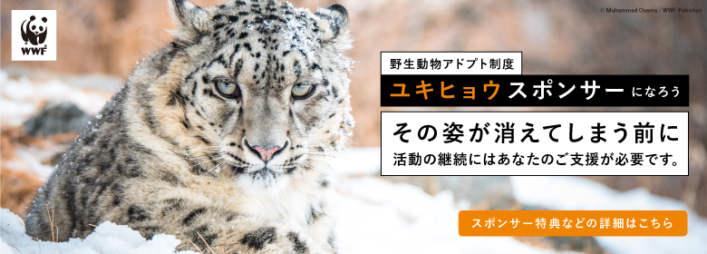 【寄付のお願い】ユキヒョウの未来のために|野生動物アドプト制度 ユキヒョウ・スポンサーズ