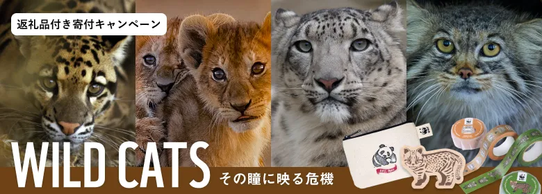 WILDCTAS その瞳に映る危機