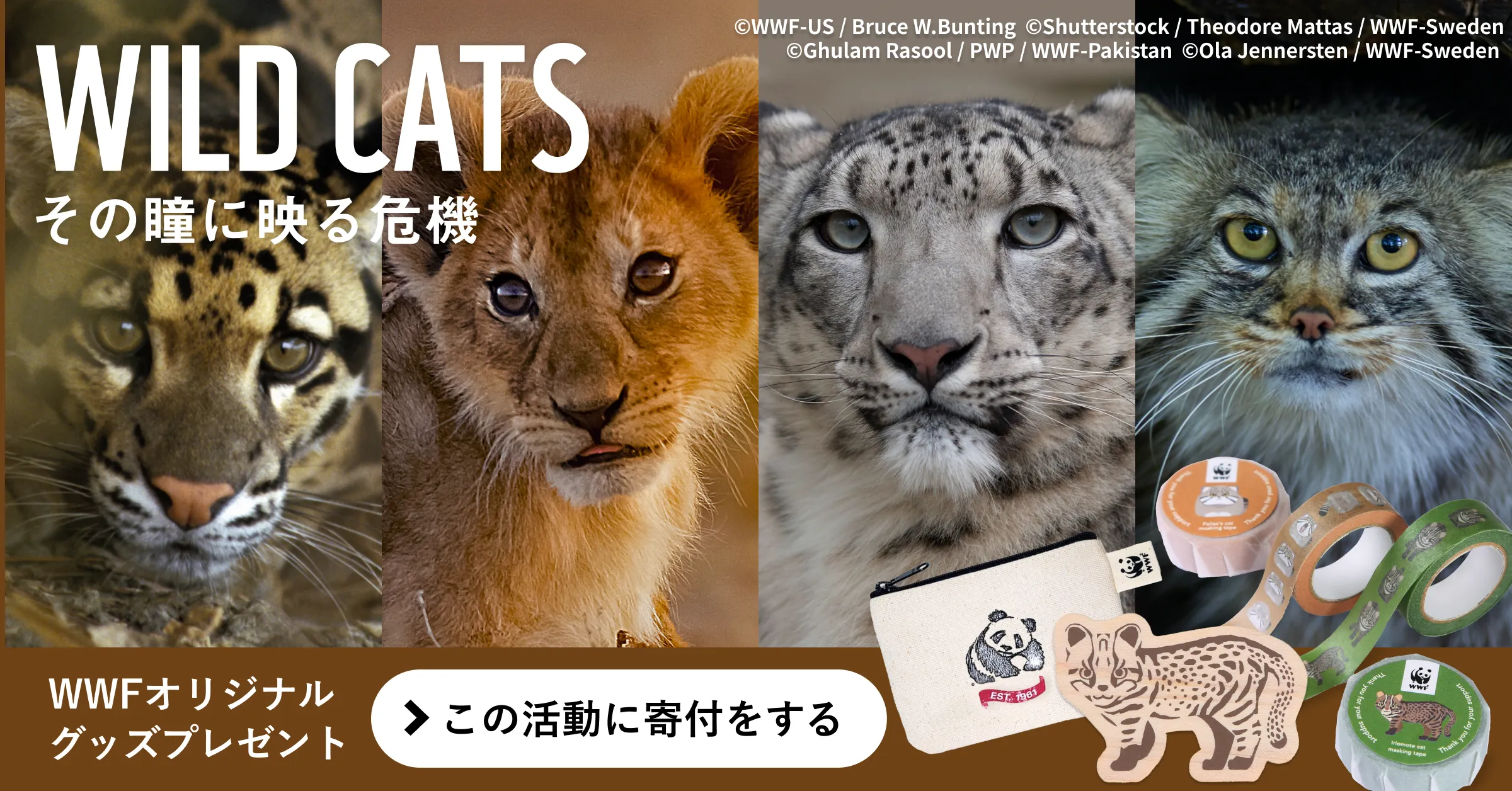 ご寄付のお願い WILD CATS-その瞳に映る危機